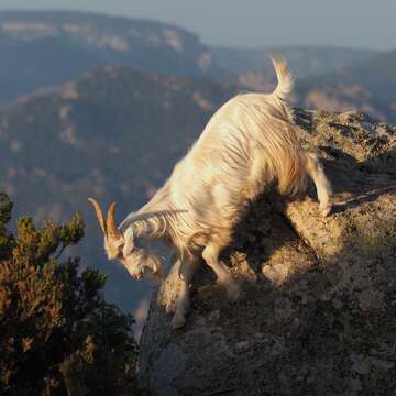 Image of domestic goat