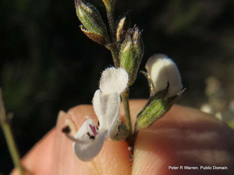 Слика од Syncolostemon parviflorus E. Mey. ex Benth.