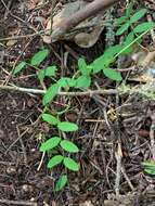 Imagem de Lathyrus nevadensis var. pilosellus