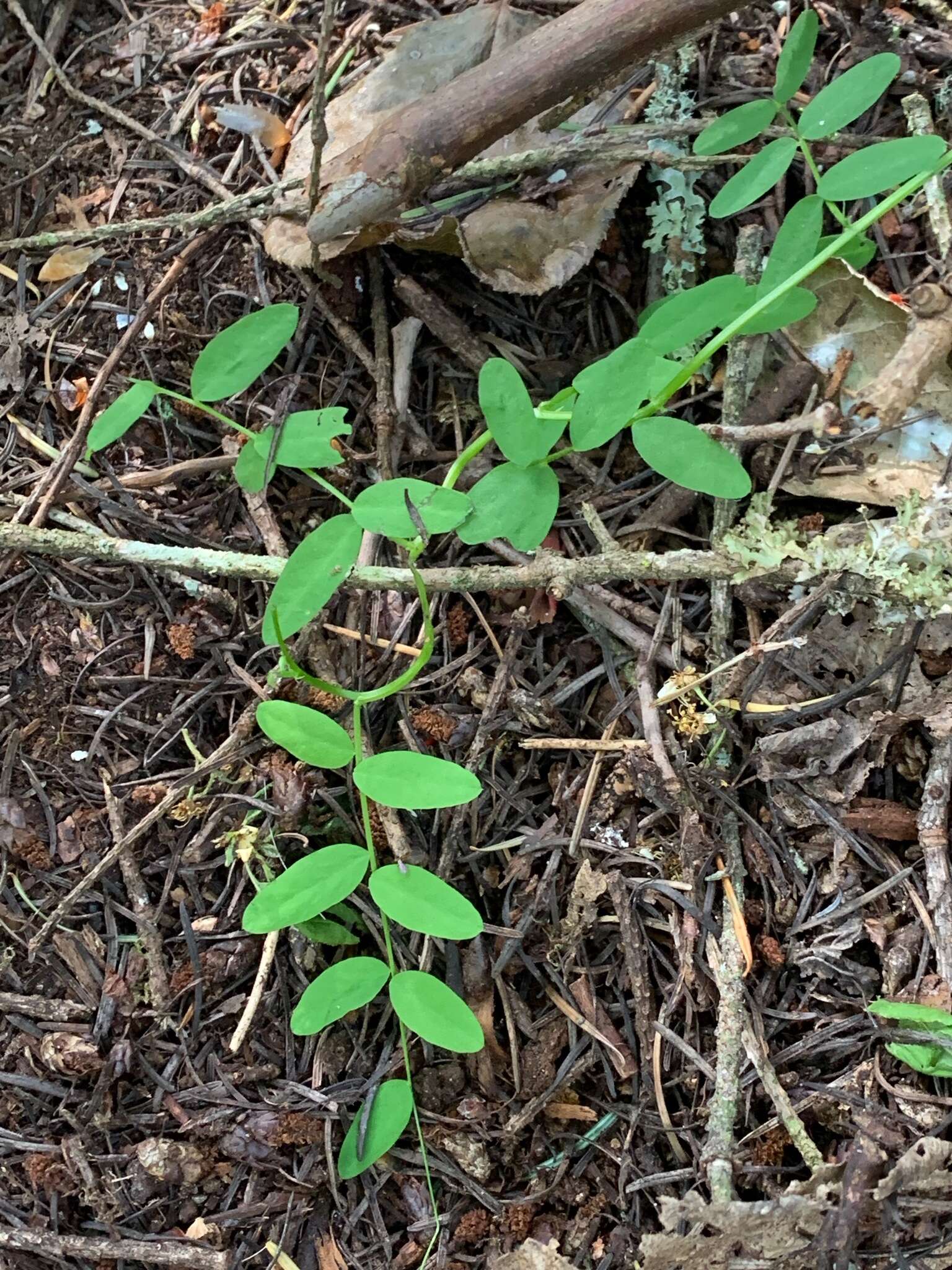 Imagem de Lathyrus nevadensis var. pilosellus