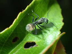 Image of Camponotus postoculatus Forel 1914