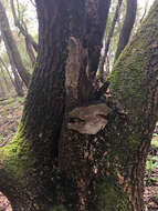 Image of Ganoderma brownii (Murrill) Gilb. 1962