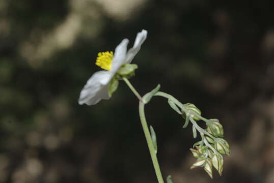 Sivun Helianthemum pergamaceum Pomel kuva