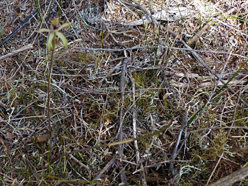 صورة Caladenia atradenia D. L. Jones, Molloy & M. A. Clem.