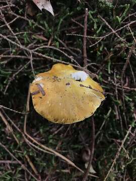 Image of Tricholoma subluteum Peck 1904