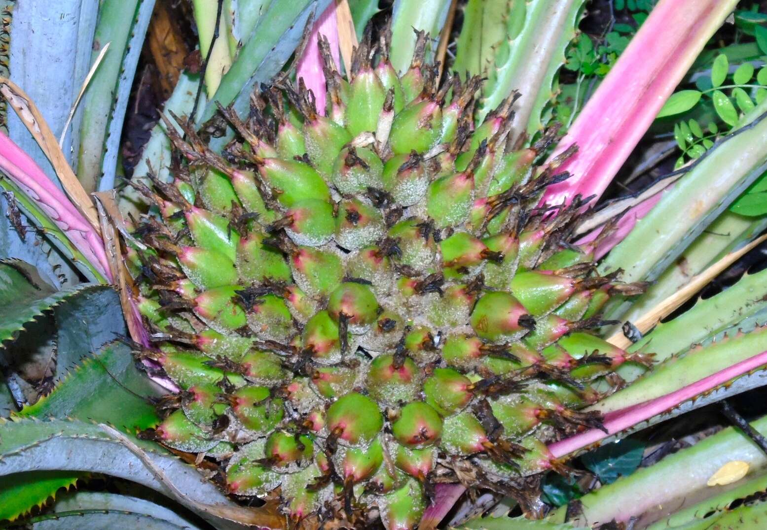 Image of Bromelia hemisphaerica Lam.