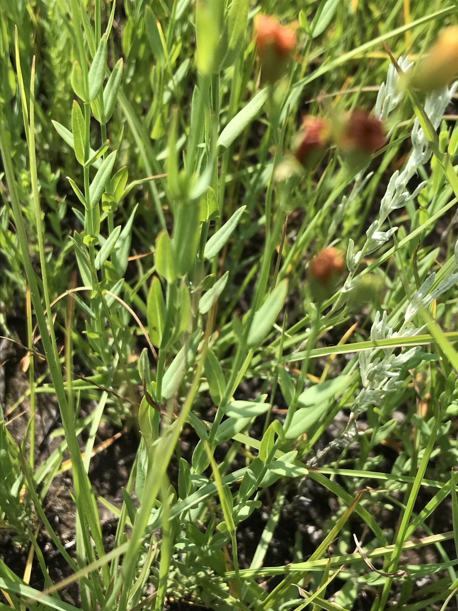 Image of Hypericum lalandii Choisy