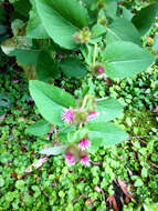 Image of common burdock