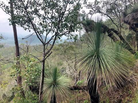 Image of Xanthorrhoea glauca D. J. Bedford