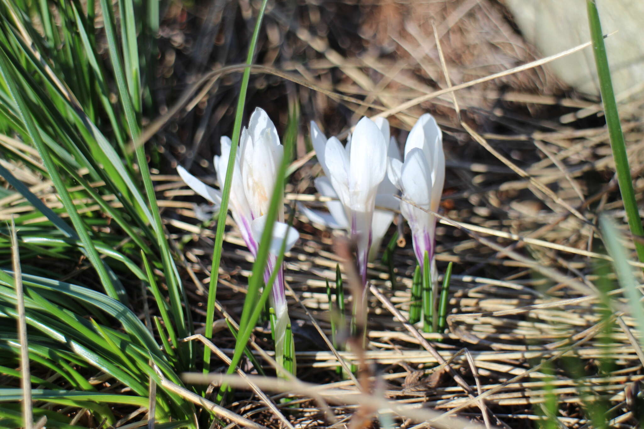 Image of dutch crocus, spring crocus