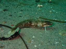 Image of Red hake