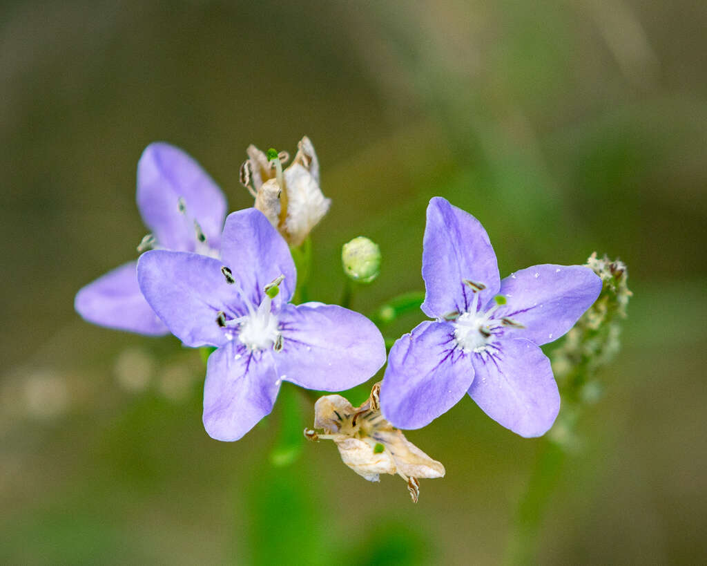 Image of Carolina desert-thorn