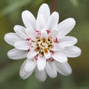 Image of Leucheria achillaeifolia Hook. & Arn.