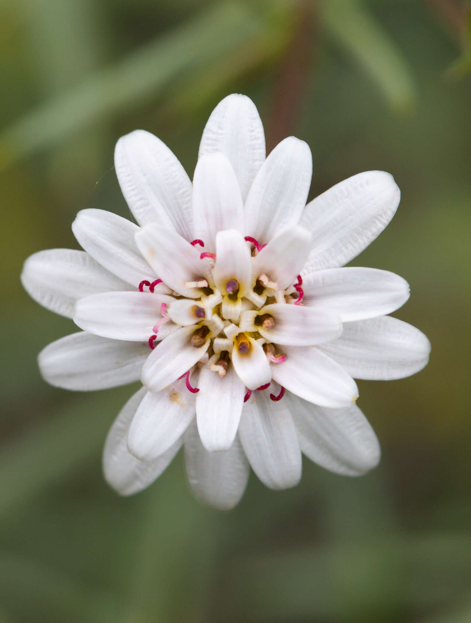 Image de Leucheria achillaeifolia Hook. & Arn.