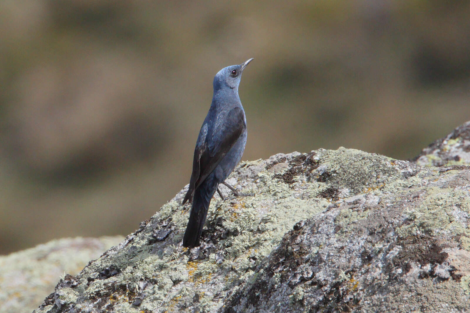 Image de Merle bleu