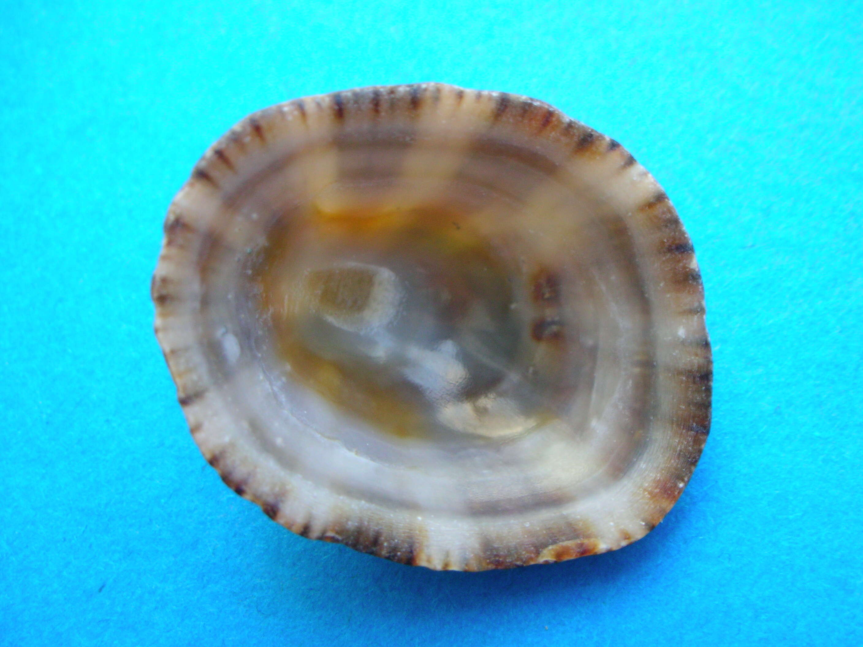 Image of Common limpet