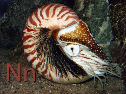 Image of chambered nautilus