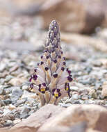 Image of Cistanche violacea (Desf.) G. Beck