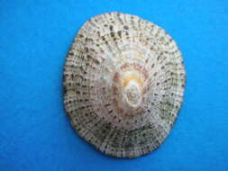 Image of Common limpet