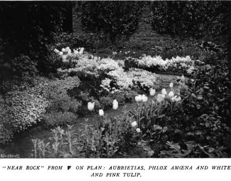 Image of hairy phlox