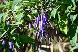 Слика од Iochroma calycina Benth.