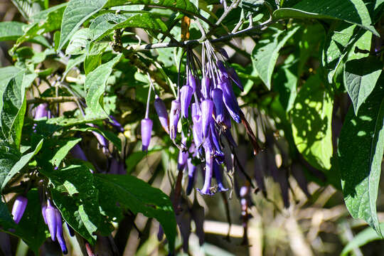 Слика од Iochroma calycina Benth.