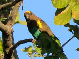 Image of Poicephalus meyeri damarensis Neumann 1898