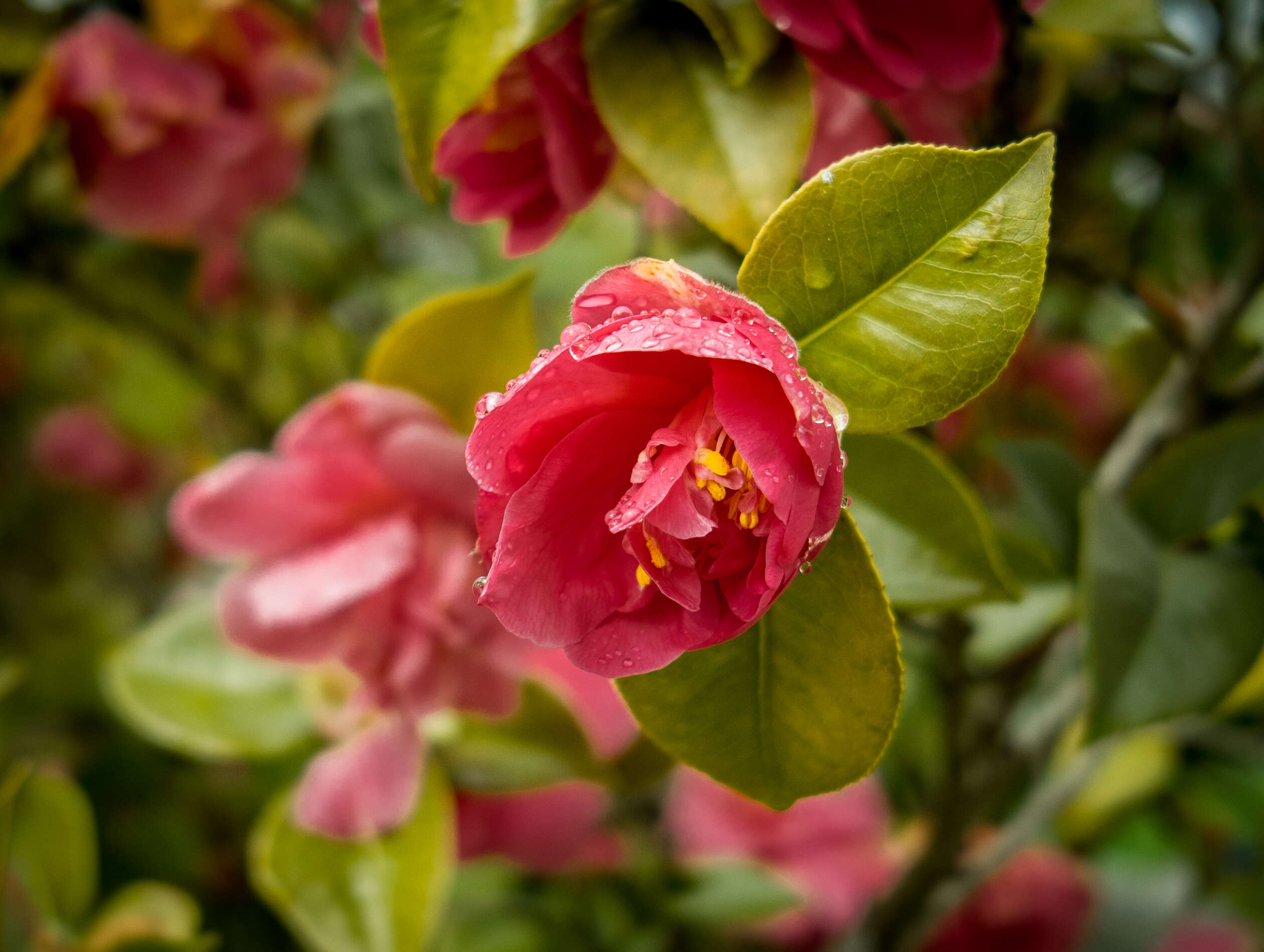 Image of camellia