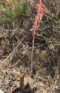 Image of Gasteria disticha (L.) Haw.