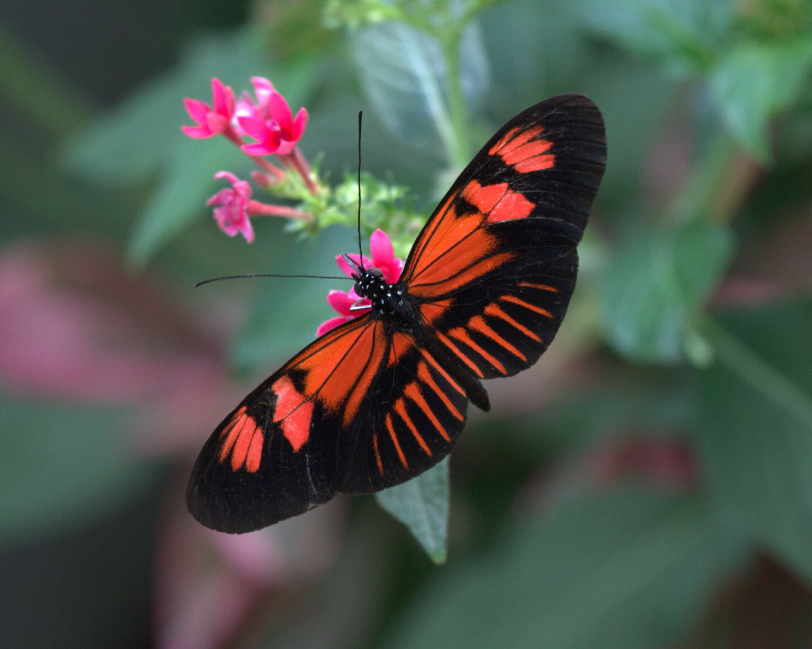 Image of Heliconius melpomene Linnaeus 1758