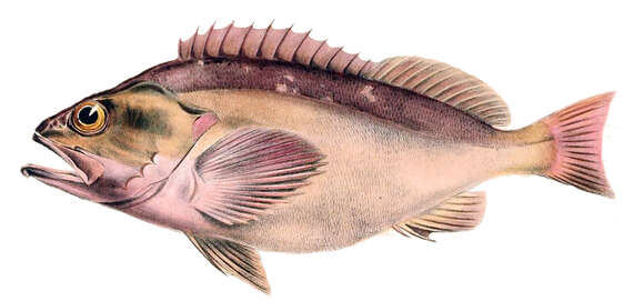 Image of Blackbelly Rosefish