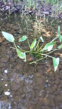 Image of pickerelweed