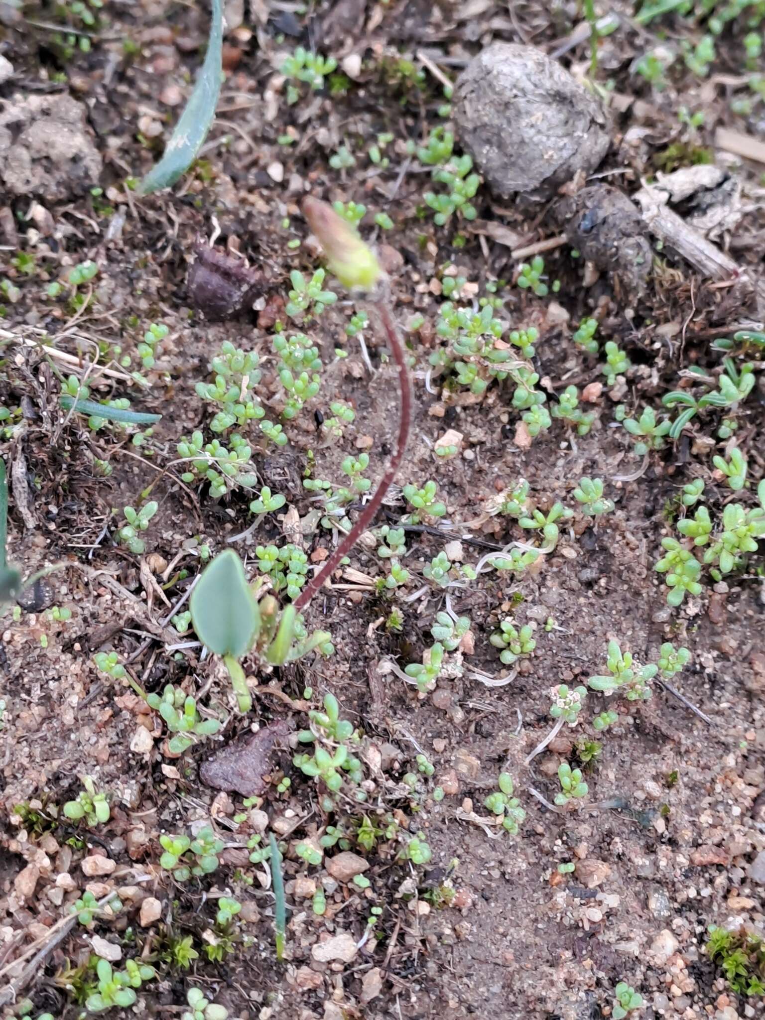 Слика од Oxalis monophylla L.