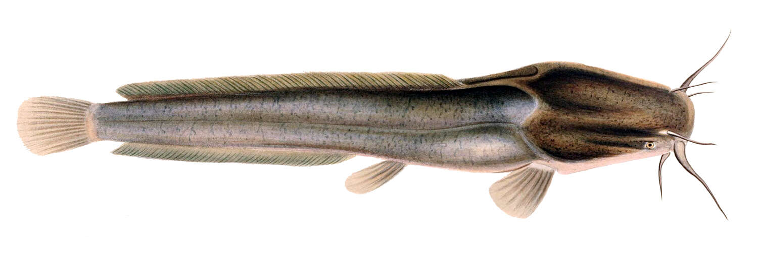 Image of African Catfish