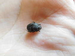 Image of Scooped Scarab