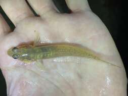 Image of Brown goby