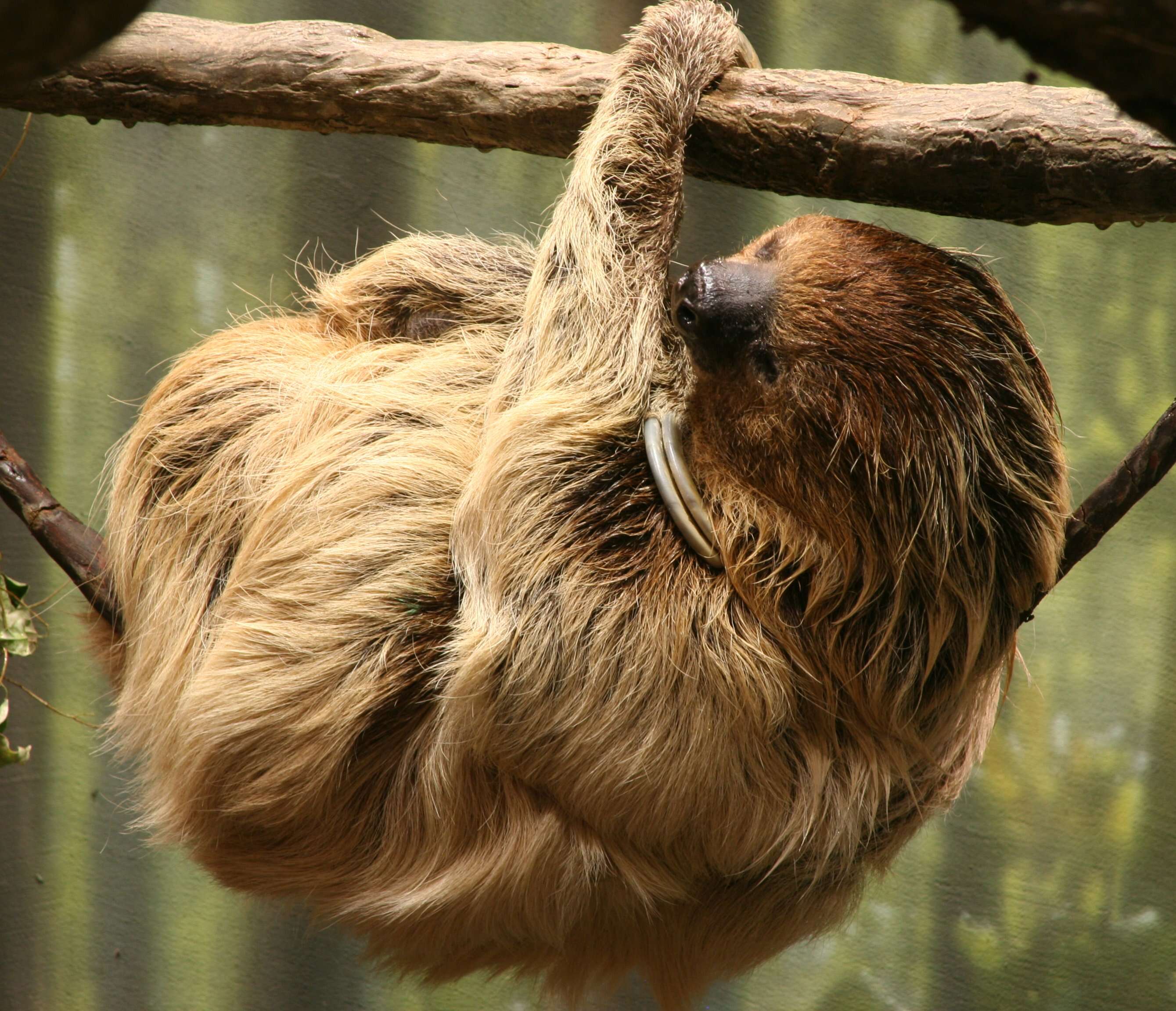 Image of megalonychid sloths