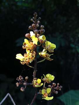 Image of Trichocentrum ascendens (Lindl.) M. W. Chase & N. H. Williams