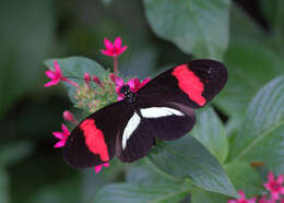 Image of Crimson Patched Longwing