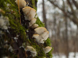 Image of Antrodiella serpula (P. Karst.) Spirin & Niemelä 2006