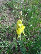 Image of Dalmatian toadflax