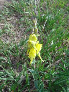 Plancia ëd Linaria dalmatica (L.) Mill.