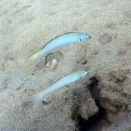 Image of Blue gudgeon