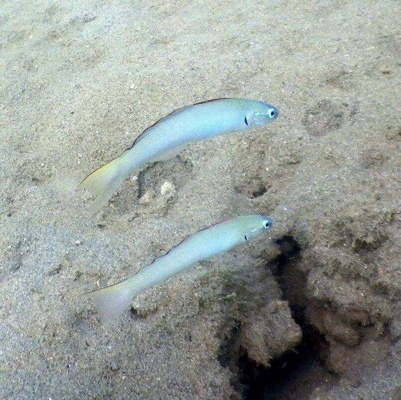 Image of Blue gudgeon