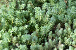 Image of Petrosedum rupestre (L.) P. Heath