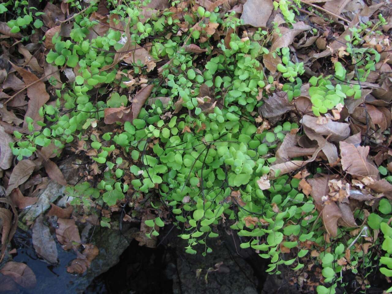 Слика од Adiantum capillus-veneris L.