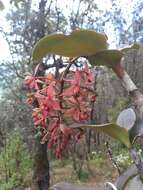 Imagem de Epidendrum radioferens (Ames, F. T. Hubb. & C. Schweinf.) Hágsater