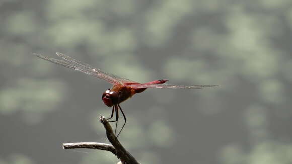 Tramea abdominalis (Rambur 1842) resmi