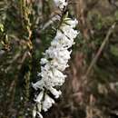 Image of Epacris obtusifolia Sm.