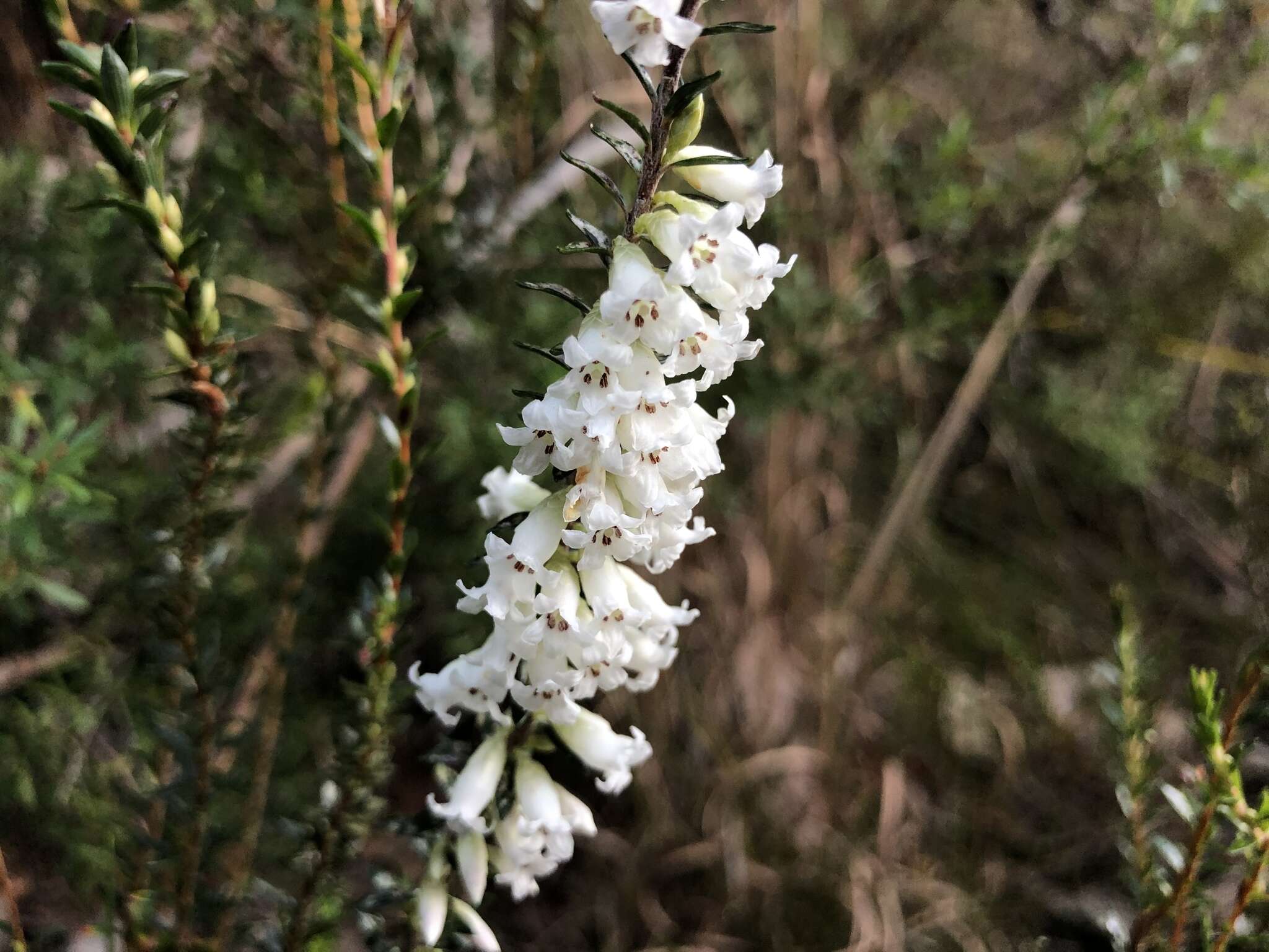 Image of Epacris obtusifolia Sm.